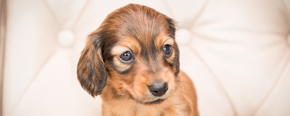 見学＆子犬についてのお問い合わせについて